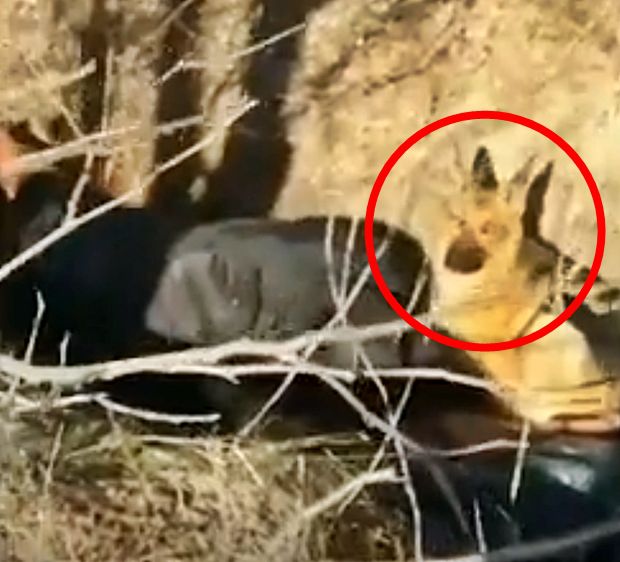 살아남은 불라벤코 부자의 반려견 한 마리는 죽은 아버지 불라벤코 곁을 떠나지 않고 지켰다.