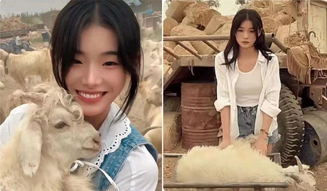 현재 중국에서 가장 핫 한 양치기 소녀 후이란, 평소 양들과 어울려 놀던 사진 위주로 올리다가 갑자기 양을 도축하는 영상을 올려 화제가 됐다. / 사진=후이란 더우인