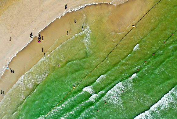 피서철 녹조 떠내려온 바다 - 지난 8월 12일 낙동강에서 녹조가 떠밀려와 초록빛으로 변한 부산 다대포 해수욕장. 연합뉴스