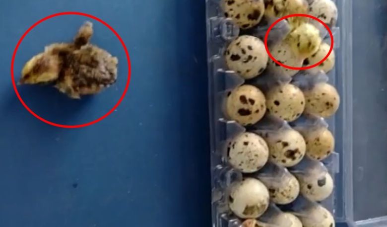브라질 한 슈퍼마켓에서 식용으로 판매 중이던 메추리알이 부화하는 일이 발생했다. 유튜브 캡처