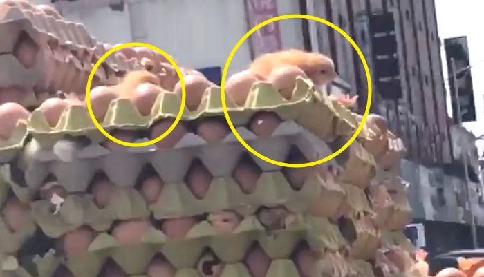 쌓아 올려진 계란 위로 갓 부화한 새끼 병아리들이 꼬물대고 있다. 트위터 캡처