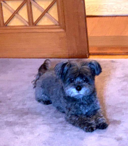 청와대, 유기견 토리 모습 공개 - 청와대가 12일 SNS를 통해 문재인 대통령이 입양한 유기견 토리의 관저 생활 소식을 전했다. 문 대통령은 고양이 찡찡이, 풍산개 마루와 곰이, 입양한 유기견 토리를 키우고 있다. 2021.2.12  청와대 제공