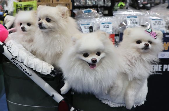 ‘펫페어 좋아요’ - 3일 서울 강남구 대치동 세텍에서 열린 ‘2023 마이펫페어 서울’에서 참관객들이 반려동물과 함께 반려동물용품을 살펴보고 있다. 2023.2.3 연합뉴스