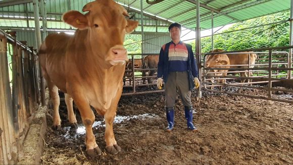 제주서 계묘년 첫 슈퍼한우 출하 - 제주축산농협은 지난 5일 축협공판장에 제주시 애월읍 행복한우농장에서 생산된 체중 1천120㎏의 슈퍼 한우 1마리가 출하됐다고 11일 밝혔다.     보통 한우의 체중은 650∼700㎏으로, 1천㎏이 넘으면 슈퍼 한우로 불린다.      사진은 이번 출하된 슈퍼한우와 행복한우농장 문병철 대표의 모습. 2023.1.11 제주축산농협 제공