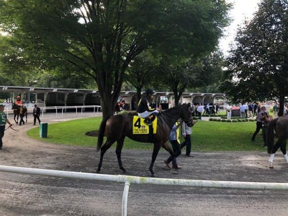 한국마사회의 자체 유전자기술 분석 프로그램 케이닉스(K-Nicks)를 통해 선발한 ‘미스터크로우’가 미국 뉴욕주 사라토가 경마장에서 훈련하고 있는 모습.  한국마사회 제공