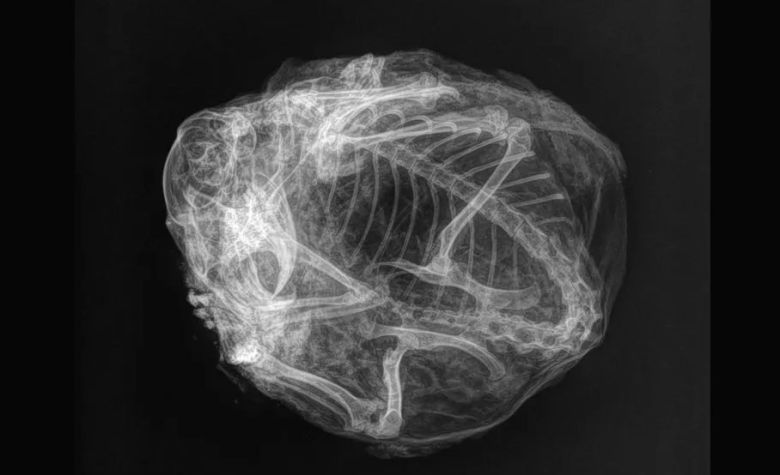 X-레이로 촬영된 북극 땅다람쥐 사진