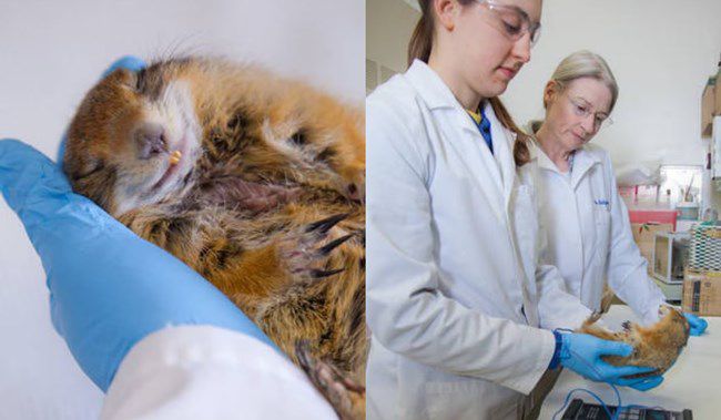 알래스카 페어뱅크스대가 북극 땅다람쥐의 동면 과정을 연구 중에 있다.