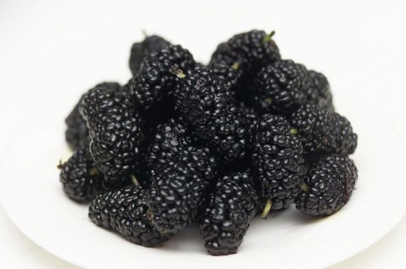 뽕나무 열매 ‘오디’. 농촌진흥청 제공