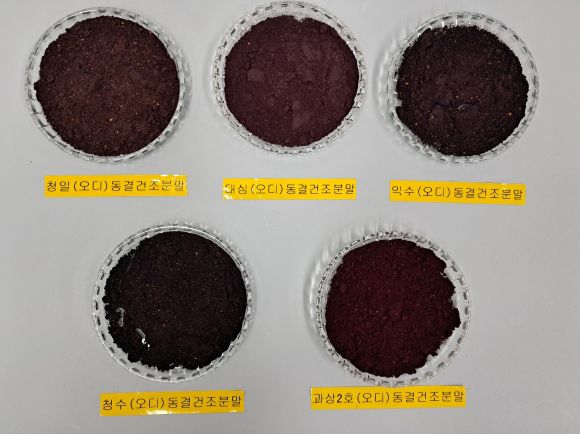 동결건조 오디 분말. 농촌진흥청 제공