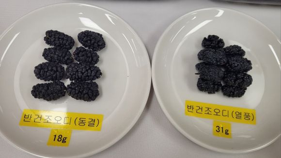 뽕나무 열매 ‘오디’의 반건조 모습. 농촌진흥청 제공