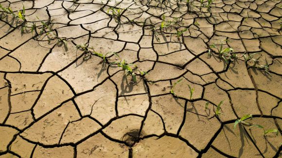 FRANCE-AGRICULTURE/DROUGHT - A view of a corn field in Les-Rues-des-Vignes near Cambrai as the risk of drought continues across France, June 26, 2023. REUTERS/Pascal Rossignol     TPX IMAGES OF THE DAY