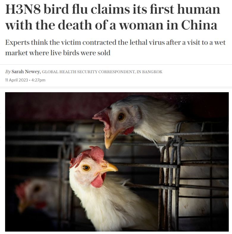 중국서 H3N8 조류독감 사망 사례가 뒤늦게 보고된 내용을 담은 영국 텔레그래프 11일자 기사 캡처