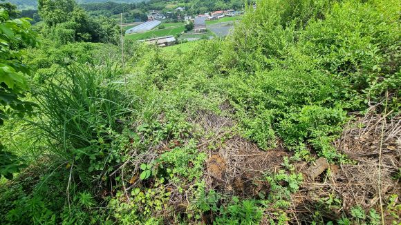 지난 7월 충북 옥천군 야산에 있는 황종구(가명)씨 조부의 묘지. 잡목이 자라고 잡초가 무성히 난 버려진 묘지가 밭으로 가는 길목을 막고 있다. 옥천 한지은 기자