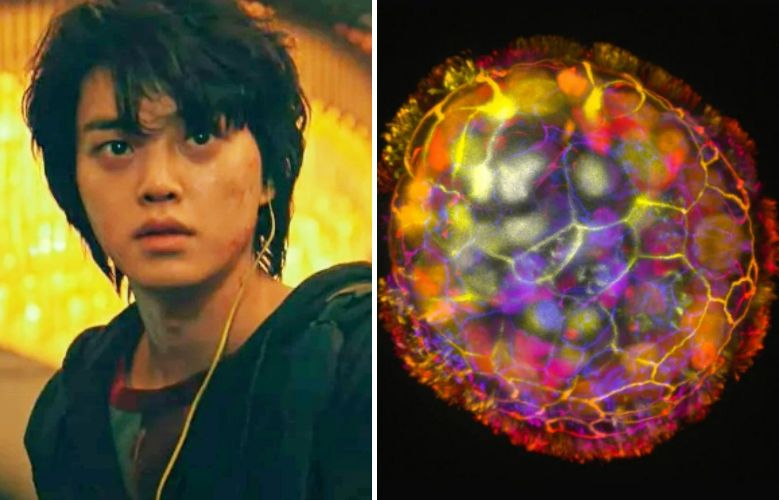 넷플릭스 오리지널 시리즈 ‘스위트홈’에는 스스로 상처를 치유하는 능력을 가진 ‘괴물’이 등장한다(왼쪽), 성인의 인간세포를 활용해 개발한 다세포로봇 ‘앤트로봇’의 집합체(오른쪽)