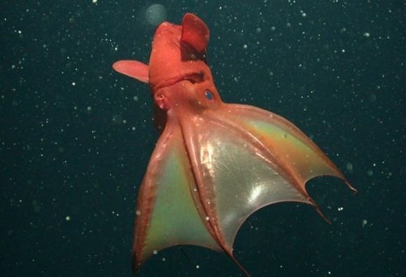 현재의 뱀파이어 오징어 모습