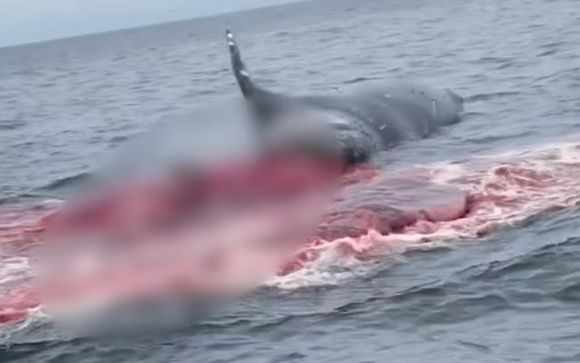 지난해 11월 미국 캘리포니아 해안에서 발견된 향유고래의 사체가 관광객 인근에서 폭발하는 일이 발생했다.