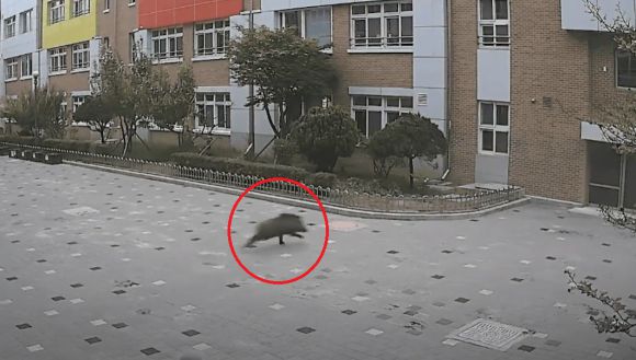 지난달 대구의 한 초등학교에 나타난 멧돼지. 경찰청 공식 유튜브