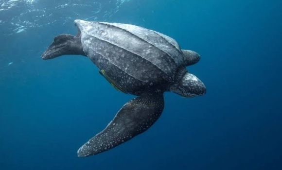 장수거북 자료사진