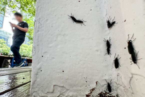 서울 도심 점령한 러브버그 - 2024.6.20. 뉴스1