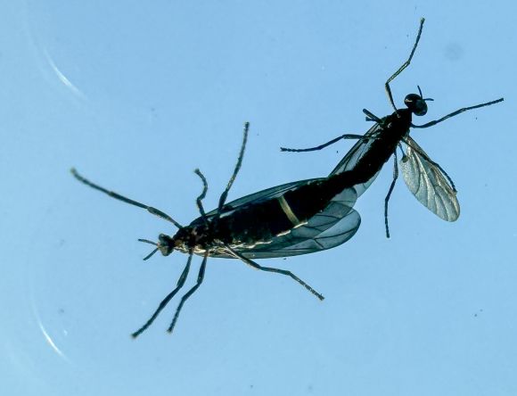 도심에 출몰한 러브버그 - 일명 ‘러브버그’로 알려진 붉은등우단털파리가 수도권 도심 곳곳에서 기승을 부리고 있다. 작년보다 더위가 일찍 찾아오면서 러브버그의 출몰도 더 빨라졌다. 2024.6.20. 뉴스1