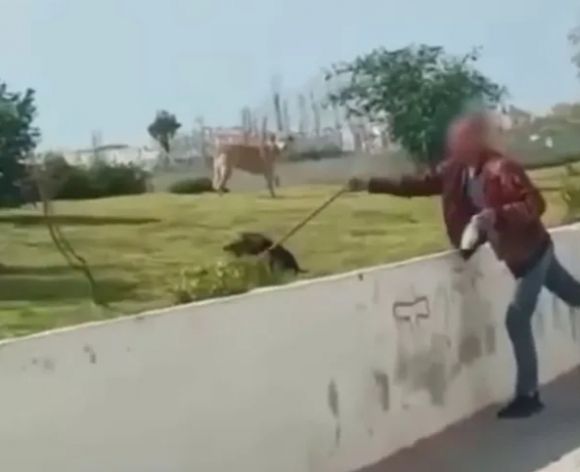 모로코에서 독극물이 묻은 막대기로 유기견을 공격하는 남성. 국제동물복지보호연합(IAWPC) 제공