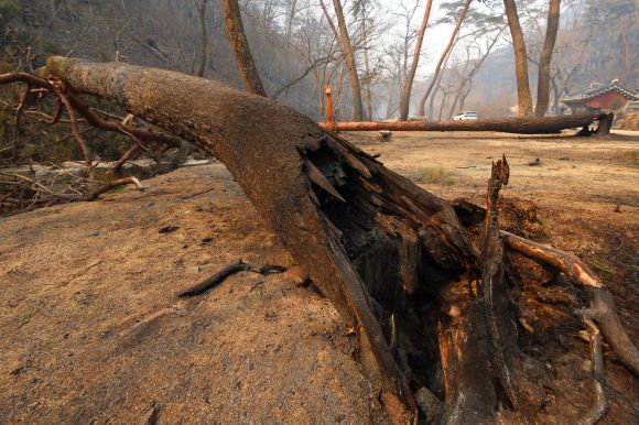 화마에 쓰러진 고목 - 26일 경북 의성군 단촌면 고운사로 이어지는 오솔길에 심어진 고목이 전날 번진 산불에 타 쓰러져 있다. 2025.3.26 연합뉴스