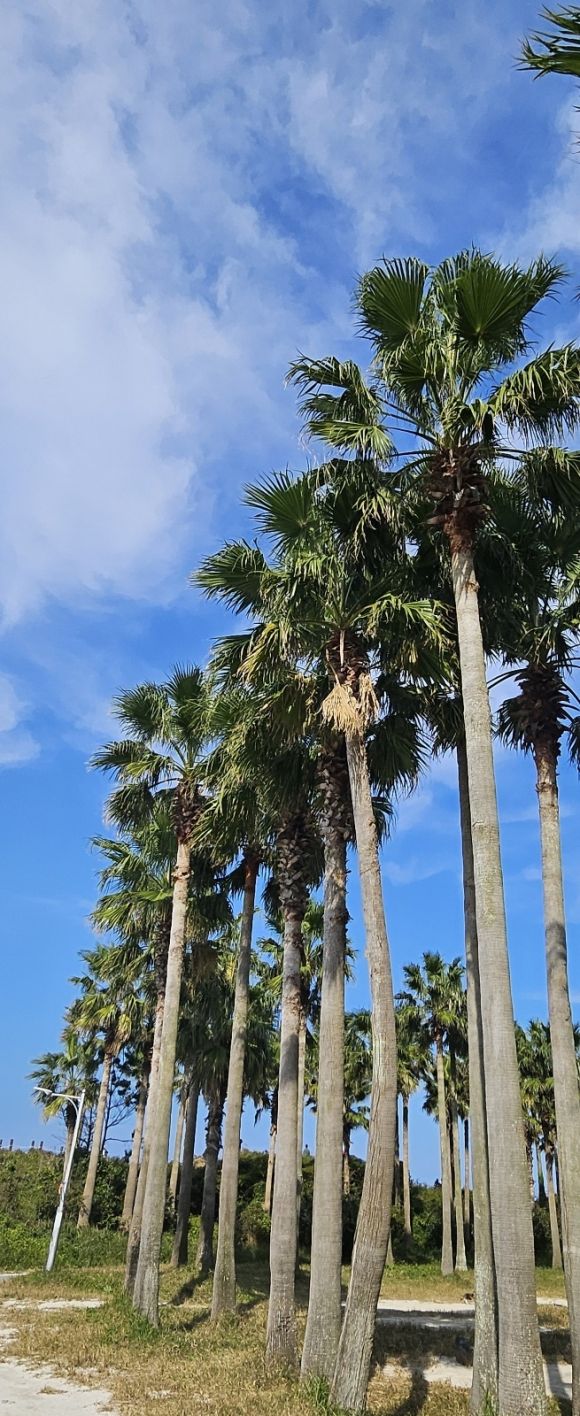 안전을 위협하면서 제주시 한림읍 금능해변과 협재해변 등지로 옮겨 심은 워싱턴 야자수. 제주 강동삼 기자