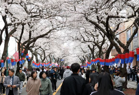 지난달 30일 벚꽃 명소인 제주시 전농로에서 열린 제18회 전농로 왕벚꽃 축제 마지막 날에 나들이객과 관광객 발길이 이어지고 있다.  연합뉴스