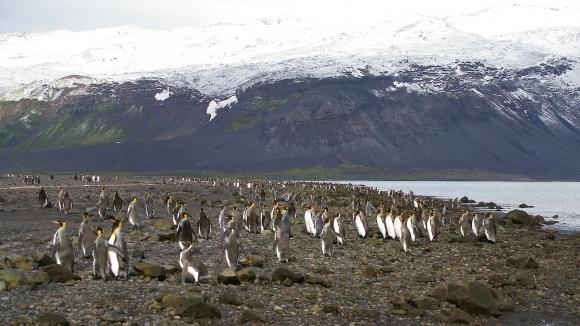 호주의 ‘외부 영토’ 중 하나인 ‘허드 맥도널드 제도’에 서식하는 펭귄들. 자료 : 호주 기후변화·에너지·환경·수자원부 Austrailian Antartic Program