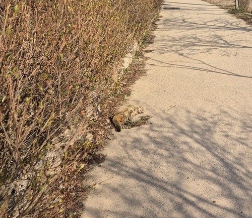 지난달 16일 전남 화순군에서 발견된 삵.  환경부 제공.