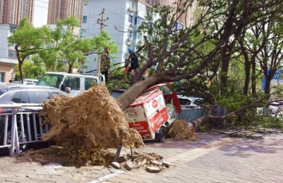 중국 현지시간으로 12일 허난성 정저우의 한 도로에 강풍으로 뿌리가 뽑힌 나무가 쓰러져 있다. 로이터 연합뉴스