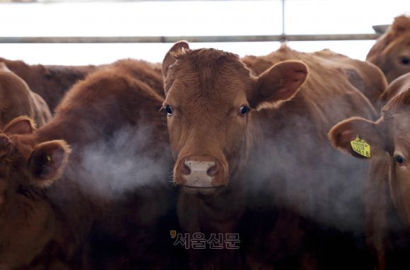 전국 대부분 지역에 한파 특보가 내려진 4일 광주 북구 망월동의 한 축사에서 소들이 추위를 견디고 있다. 2025.2.4 (광주 북구 제공)