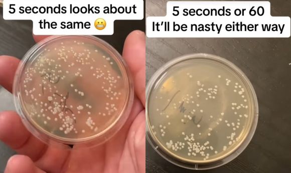 ‘5초 법칙’을 확인한 실험에서 떨어진 지 5초(왼쪽) 지난 후 박테리아 상태와 60초 지난 후의 박테리아 상태.틱톡 캡처