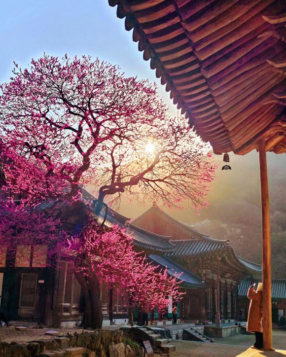 2025 제5회 홍매화 사진찍기 총무국장스님상.