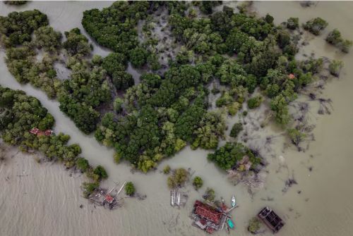 인도네시아 자바주에 있는 침수된 마을 레조사리 세닉에 맹그로브가 한가득 심어져 있다. 로이터 연합뉴스
