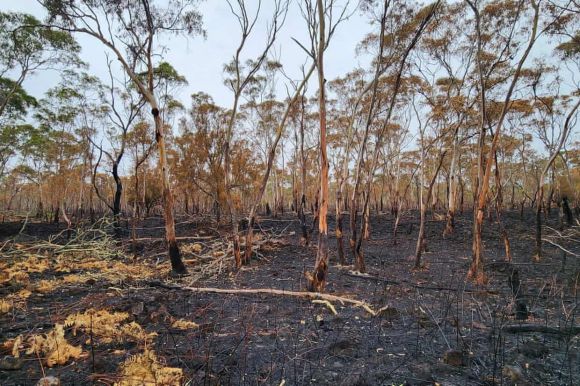산불로 폐허가 된 호주 빅토리아주 부즈 빔 국립공원. 빅토리아주 에너지·환경·기후변화부(DEECA)