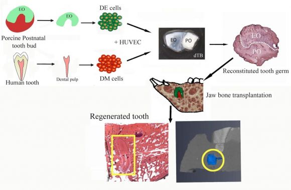 그래픽 초록. 출처 Stem Cells Translational Medicine (2024). DOI: 10.1093/stcltm/szae076