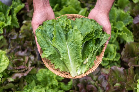 상추 이미지. 아이클릭아트