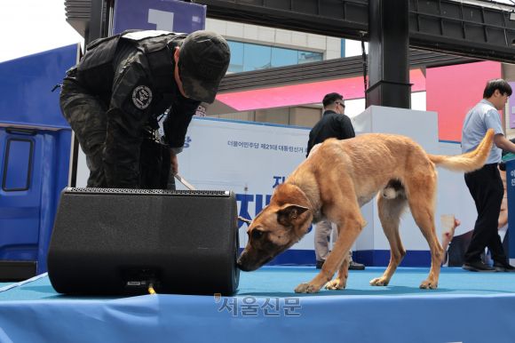 13일 오후 대구 중구 동성로에서 이재명 더불어민주당 대선 후보의 집중 유세가 열리기에 앞서 경찰특공대 폭발물 탐지견이 무대를 탐색하고 있다. 2025.5.13 대구 홍윤기 기자