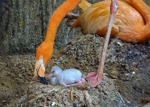 쿠바 홍학 어미와 아기의 모습. 서울시 제공