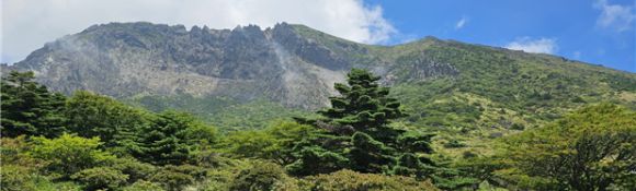 한라산 1700m 인근  수령이 72년된 크리스마스 트리로 불리는 한라산 구상나무 대표목. 제주도 제공