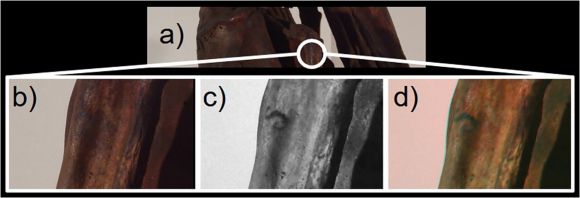 미라에서 발견된 S자 모양의 문신. Journal of Cultural Heritage (2025)