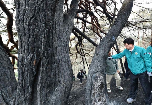 지난 3월 산불 피해를 입은 천연기념물 ‘경북 영양 답곡리 만지송’의 상태를 확인하는 최 청장.  국가유산청 제공