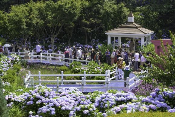 지난해 6월 울산 남구 고래문화특구에서 열린 수국페스티벌. 방문객들이 초여름 수국을 만끽하고 있다. 울산 남구 제공
