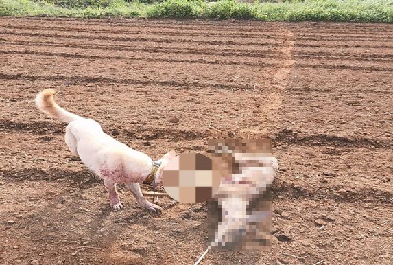 죽은 노루 사체의 목에 밧줄을 매달고 사냥훈련을 시키는 장면. 제주도자치경찰단 제공