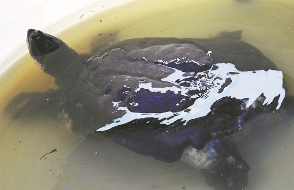 중국에 남아 있는 수컷 양쯔강대왕자라. 출처=차이나데일리