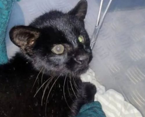 아르헨티나 부에노스아이레스주(州) 페르가미노에서 고속도로 갓길에 있다가 구조된 새끼퓨마. 출처=라오피니온