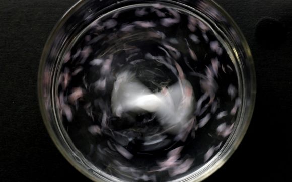 2025년 5월 27일 일본 사이타마현 와코에 있는 일본 이화학연구소(RIKEN)의 신생물질과학센터(CEMS)에서 바닷물에 녹는 플라스틱 표본이 소금물이 든 용기에 담겨 녹고 있다. 로이터 연합뉴스