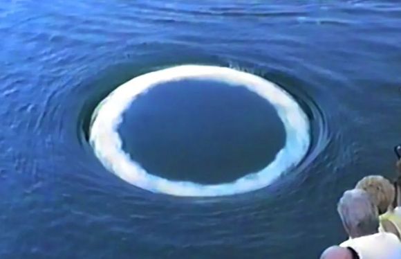 혹등고래가 만든 거품 고리. Dan Knaub, The Video Company