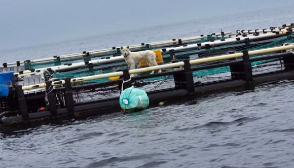 8일 제주 유기견·유기묘 보호소 ‘행복이네’는 서귀포시 안덕면 월라봉 앞바다에 설치된 한 가두리 양식장에 백구 한 마리가 묶여있다는 제보를 받았다. 이후 행복이네는 9일 동물보호단체 ‘케어’와 공동 구조 작업에 나섰으나, 한발 빠르게 백구를 데려간 견주는 동물 학대 혐의를 부인하고 있다. 2025.6.8 행복이네
